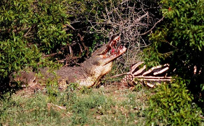 A crocodile stealthily stole a lion's prey.