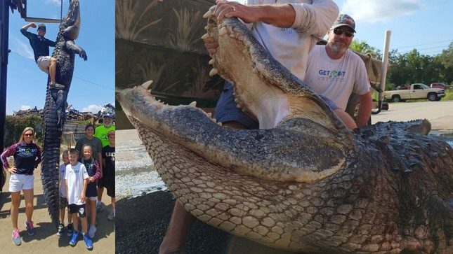 Close-up of the second largest alligator ever caught in Florida, shown hanging for length measurement.