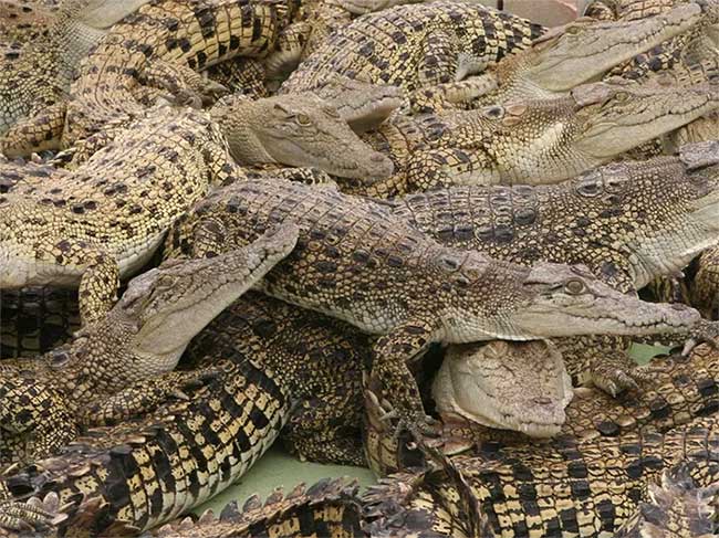 Saltwater Crocodile