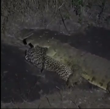A large Nile crocodile holding the carcass of a leopard in its mouth.