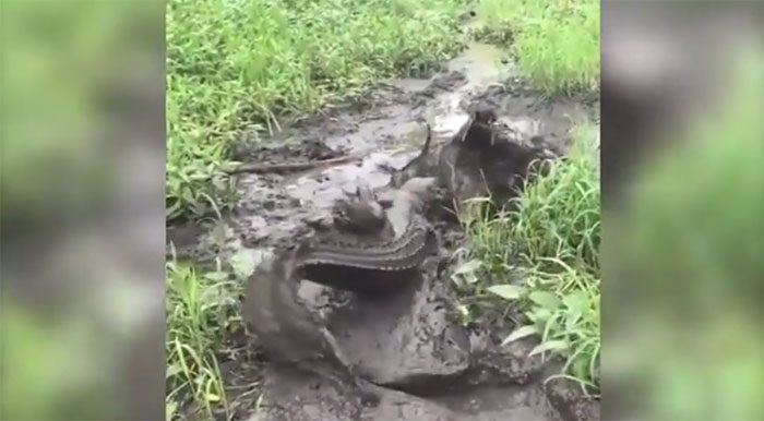 Crocodiles are master predators.