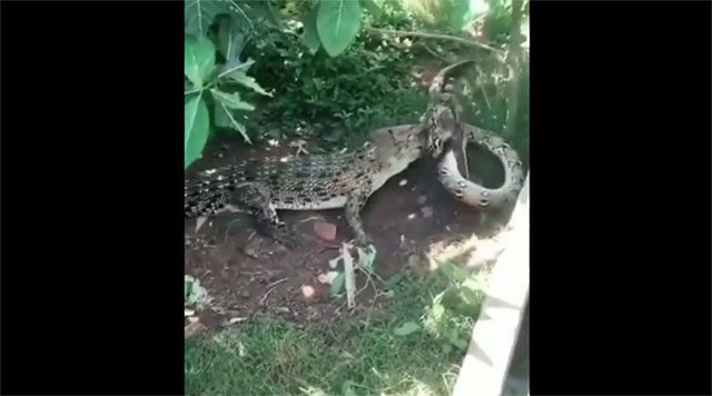 A crocodile clenching the body of a python, while the python struggles to find an opportunity to counterattack.