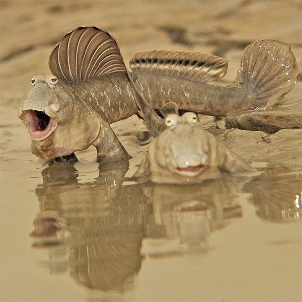 This species is primarily found in estuarine and tropical coastal areas