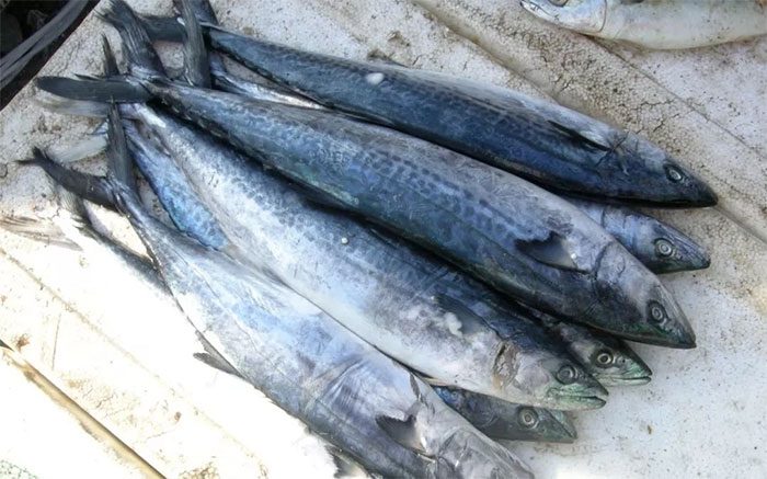 Tuna Mackerel