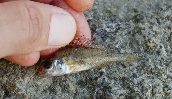 The invasive species has caused the death of many native fish-eating snakes.