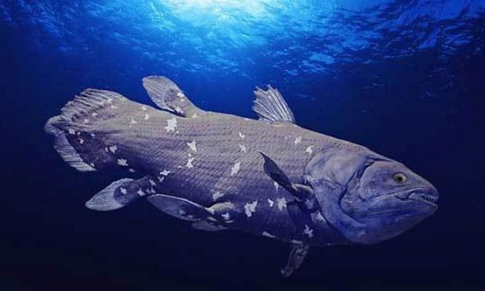 The coelacanth was rediscovered in the waters off South Africa in 1938.