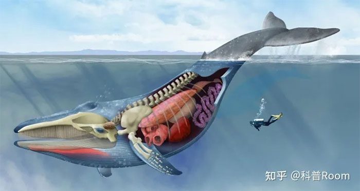 Survival is unlikely in this situation due to the whale's strong digestive capability