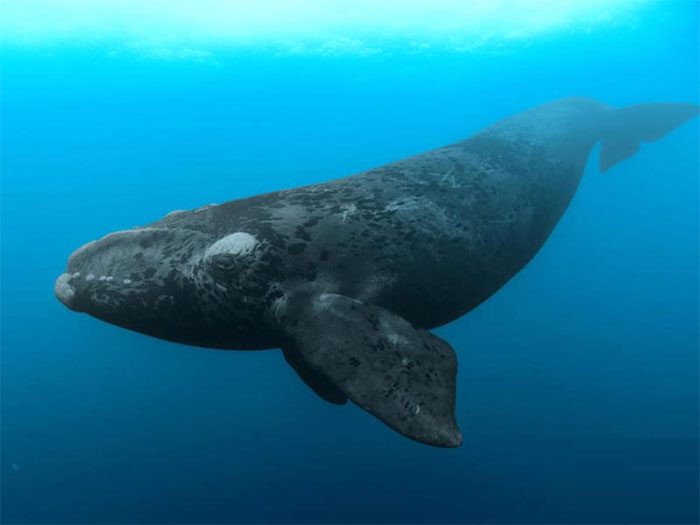 The population of North Atlantic Right Whales is severely declining.