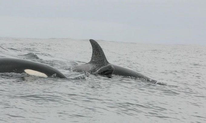 Young Pilot Whale swimming with a Killer Whale