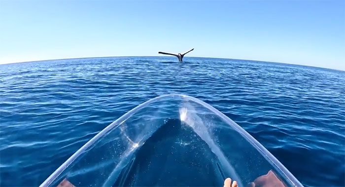 The unusual tail-up behavior amazes many viewers.
