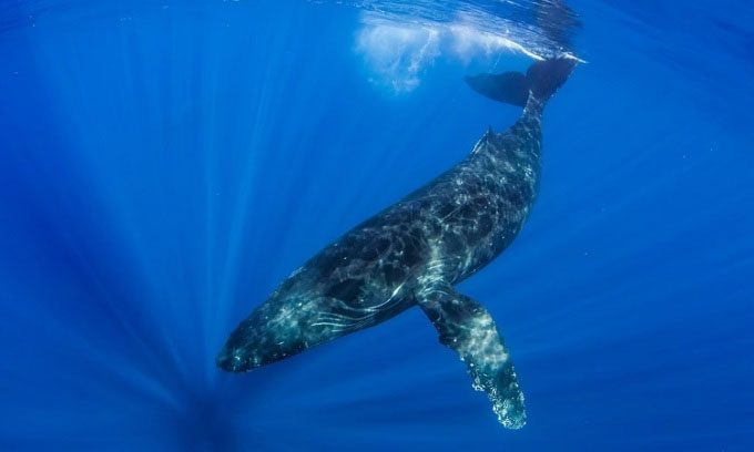 Male humpback whales may need to swim across the Pacific Ocean to find mates.