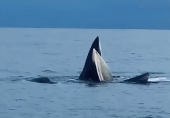 Whales surfacing to feed.