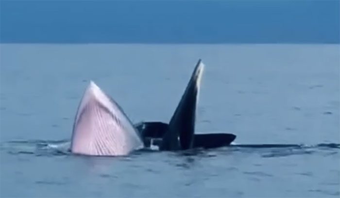 A pod of three whales swimming in Cô Tô waters recorded by local residents.