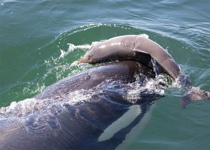 Orcas killing their victims in their 'game'.