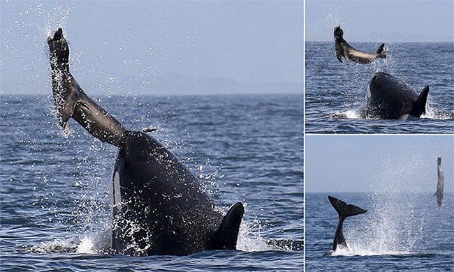 Seals use terrain and ocean currents to escape from killer whales
