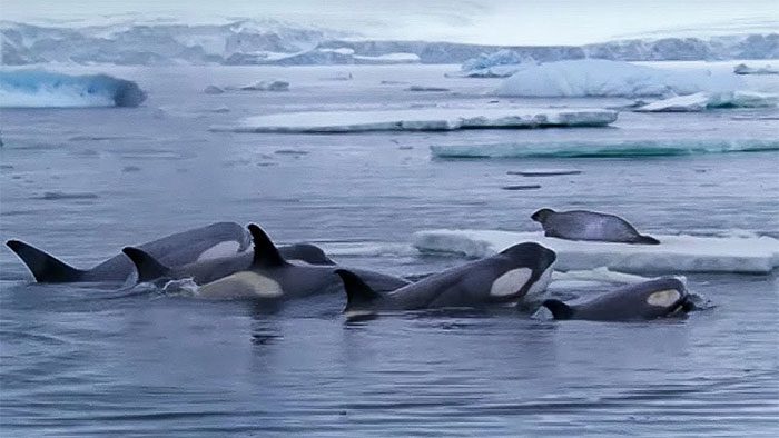 Killer whales tend to hunt in groups