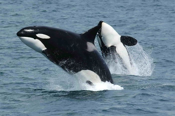 Killer whales near Unimak Island, eastern Aleutian Islands, Alaska.
