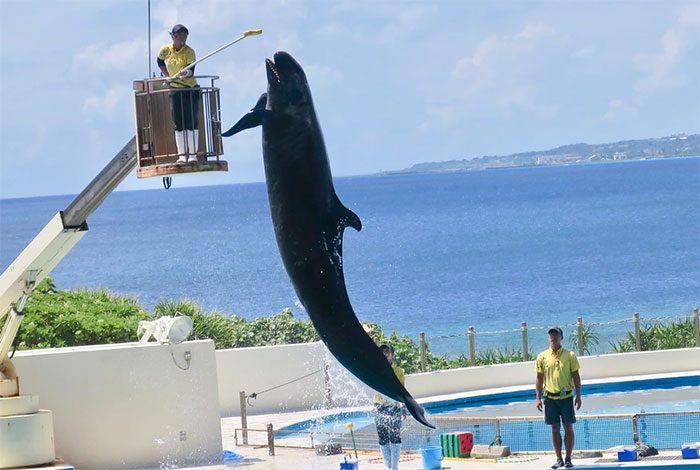 False killer whales are easily recognized by their long, sleek bodies