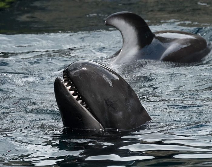Female false killer whales mature and begin to reproduce around the age of 10.