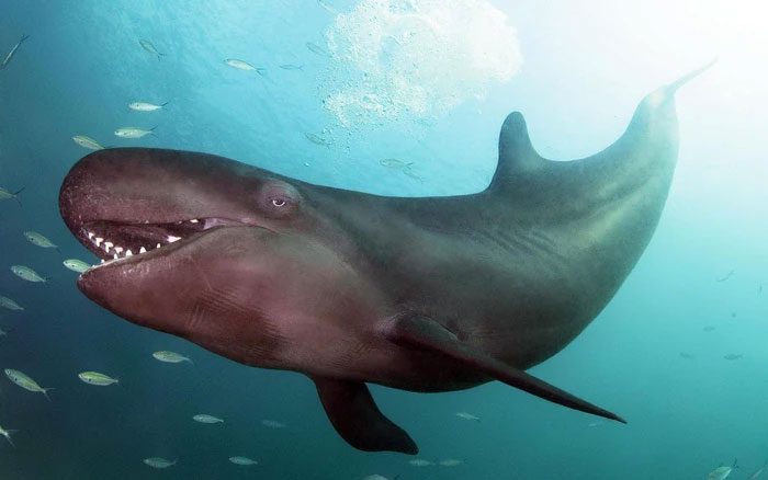 It is estimated that there are about 60,000 false killer whales in the oceans.