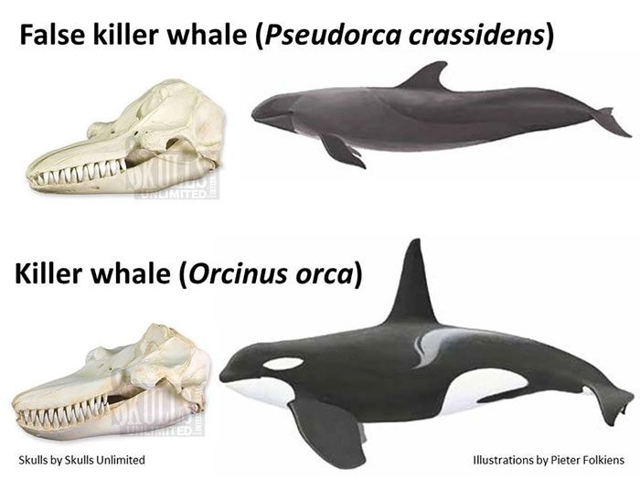 False killer whales are sometimes confused with pygmy killer whales