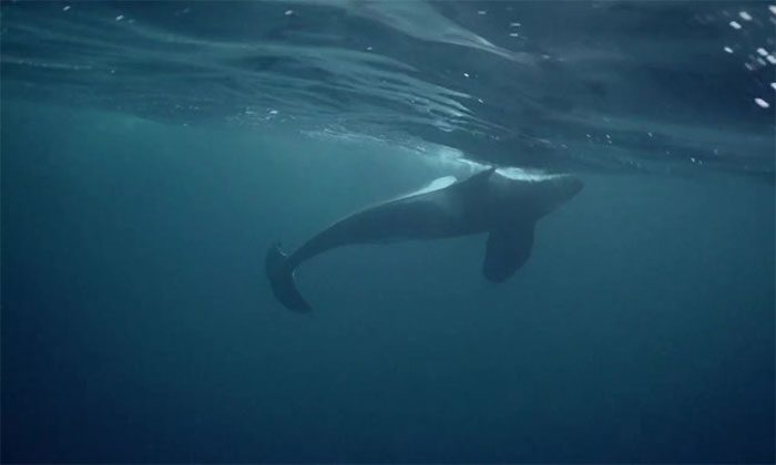 Hunchy floats motionless below the surface after the two younger orcas swam away
