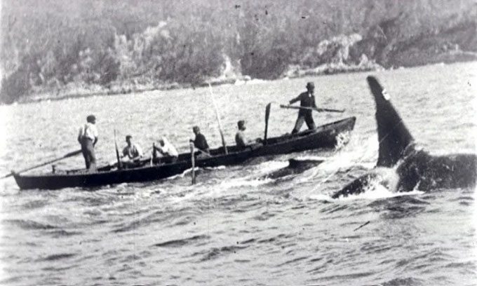 Orcas hunting alongside humans in the early 20th century.