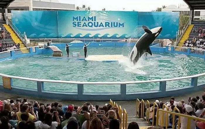 Tokitae performing in her small tank.