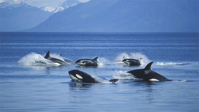 The hunting behavior of killer whales directly impacts seal populations