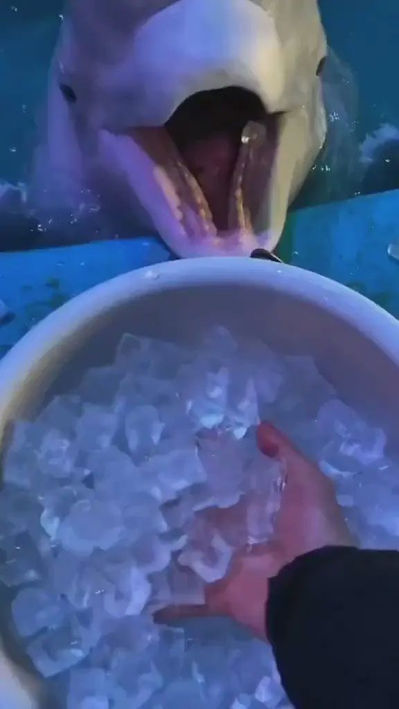Feeding Beluga whales ice cubes