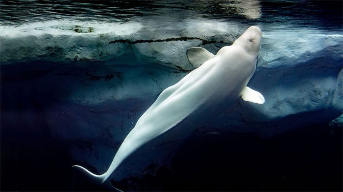 Beluga Whale