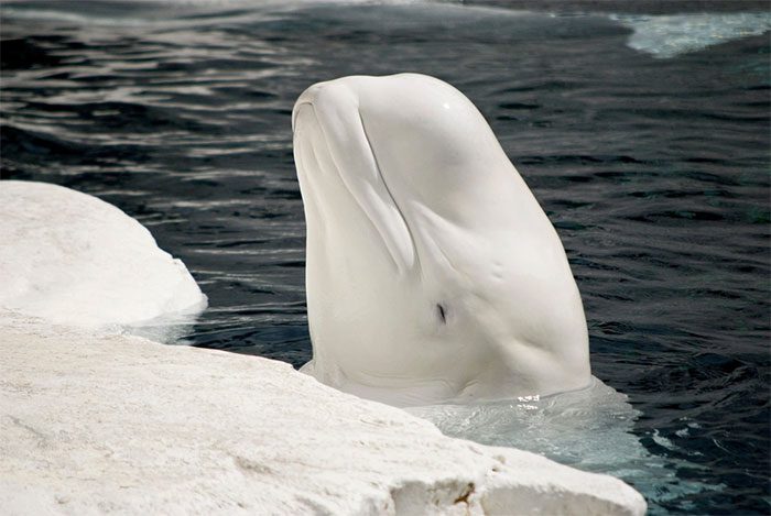 Ice plays a crucial role for beluga whales.