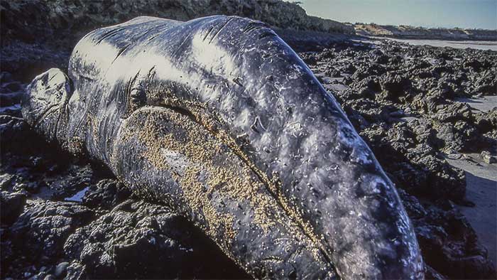 Gray whales were hunted to the brink of extinction.