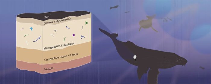 Blue whales can consume about 10 million microplastic particles (over 43kg) each day