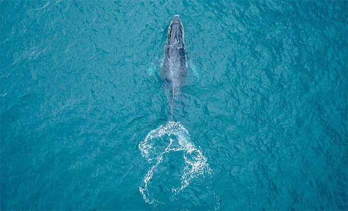 Blue whales can consume up to 10 to 15 tons of food each day