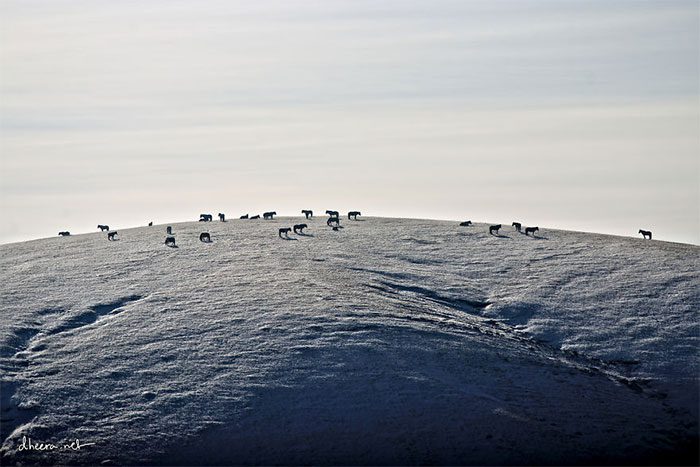 A herd of wild animals on a mountain top in winter