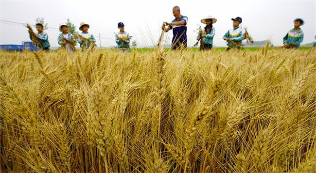 A wheat field in Hebei Province, China.