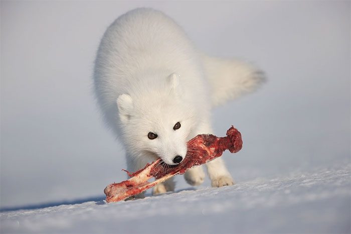 The breeding season for Arctic foxes usually occurs in spring