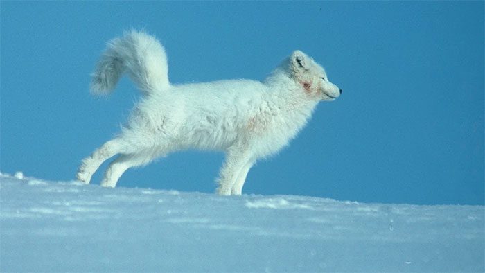 The Arctic fox is relatively large but its weight is relatively light.