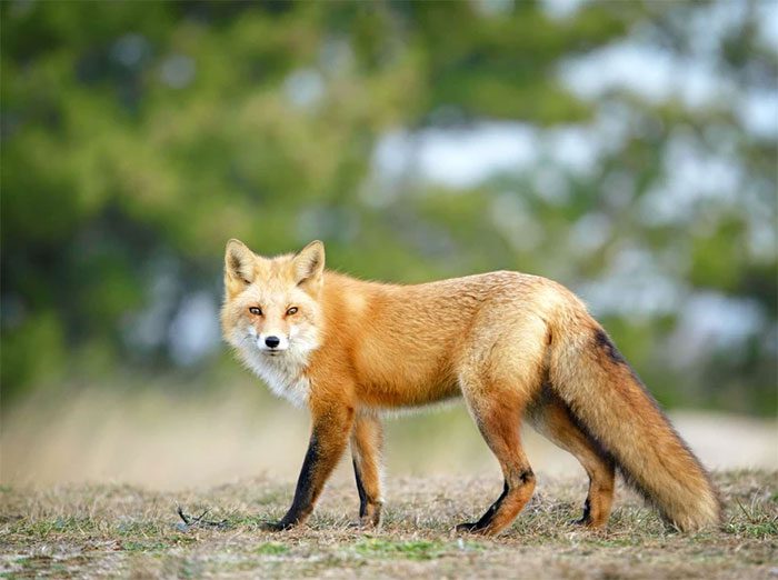 The red fox is also known for its clever hunting strategies