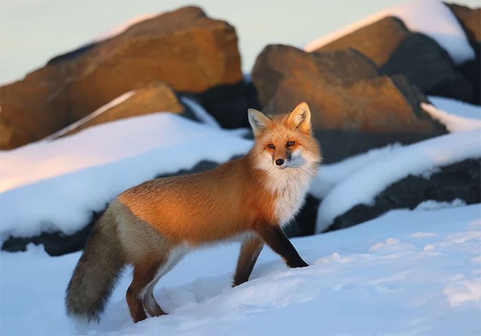 The red fox adapts well to various environmental conditions