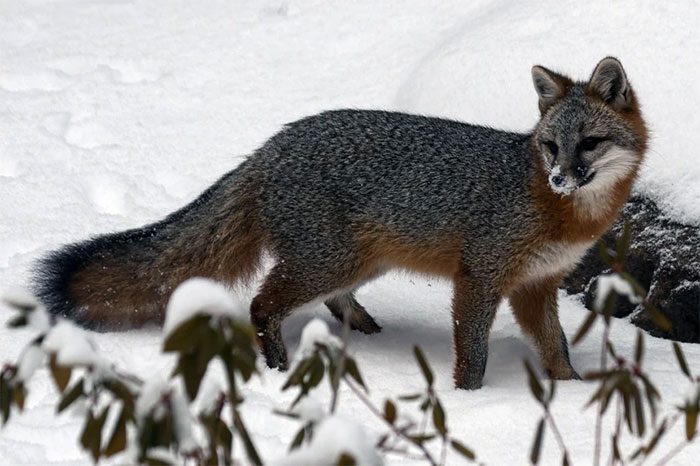 The gray fox has excellent hearing and sense of smell