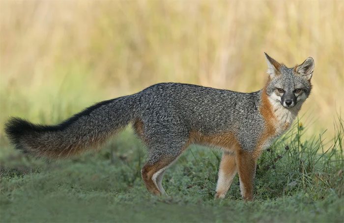 The gray fox is an intriguing and mysterious animal.