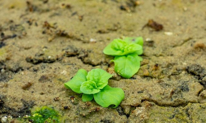 A pair of Verbascum seeds successfully sprouted in 2021 despite being buried for over 140 years.
