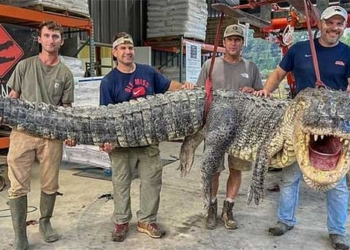 catching monster alligators in mississippi 129540