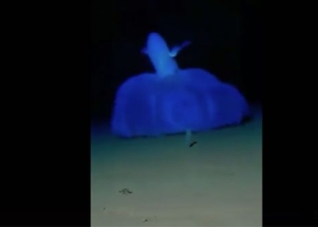 catching mud skipper moving awkwardly in the ocean 130592