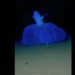 catching mud skipper moving awkwardly in the ocean 130592