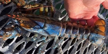 catching shrimp crayfish hai color 50 million there is one 131342