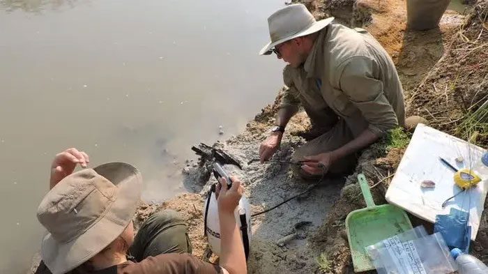Scientists excavating the wooden structure at Kalambo Falls, Zambia.