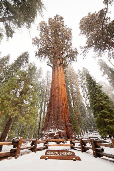 General Sherman stands 83.8 meters tall